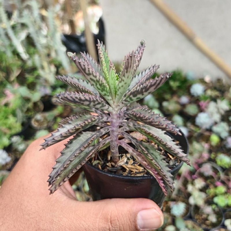 Sukulen Kalanchoe Daigremontianan | Sukulen Kelapa | Paketan Kaktus Sekulen Bebas Pilih Jenis Satuan