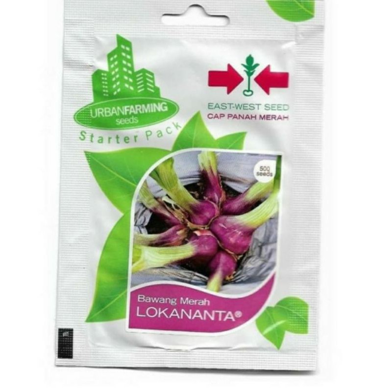 Benih bibit bawang lokananta