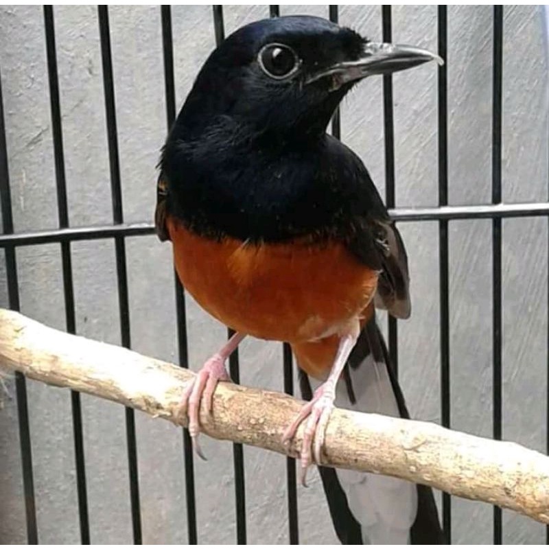 burung murai,medan,non gembung,ekor panjang jantan pilihan