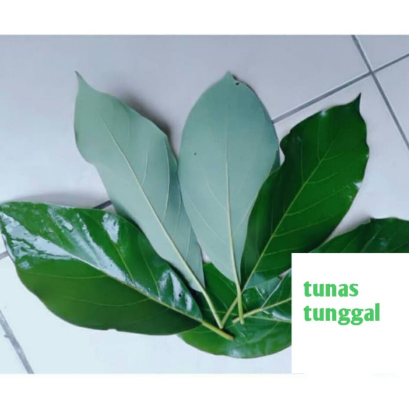 

daun alpukat segar perhelai obat herbal