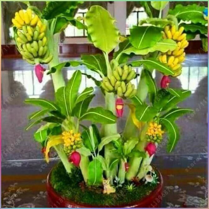 UNIK BIJI BENIH BIBIT TANAMAN PISANG MINI BONSAI . PUPUK . SAYUR LIMITED 2 SEPTEMBER