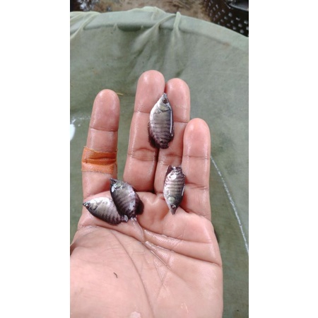 jual bibit gurame soang ukuran jempol