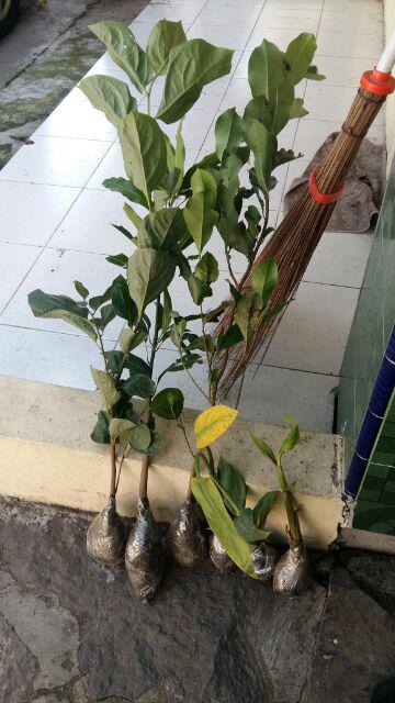 Tanaman Pisang Songgo Langit
