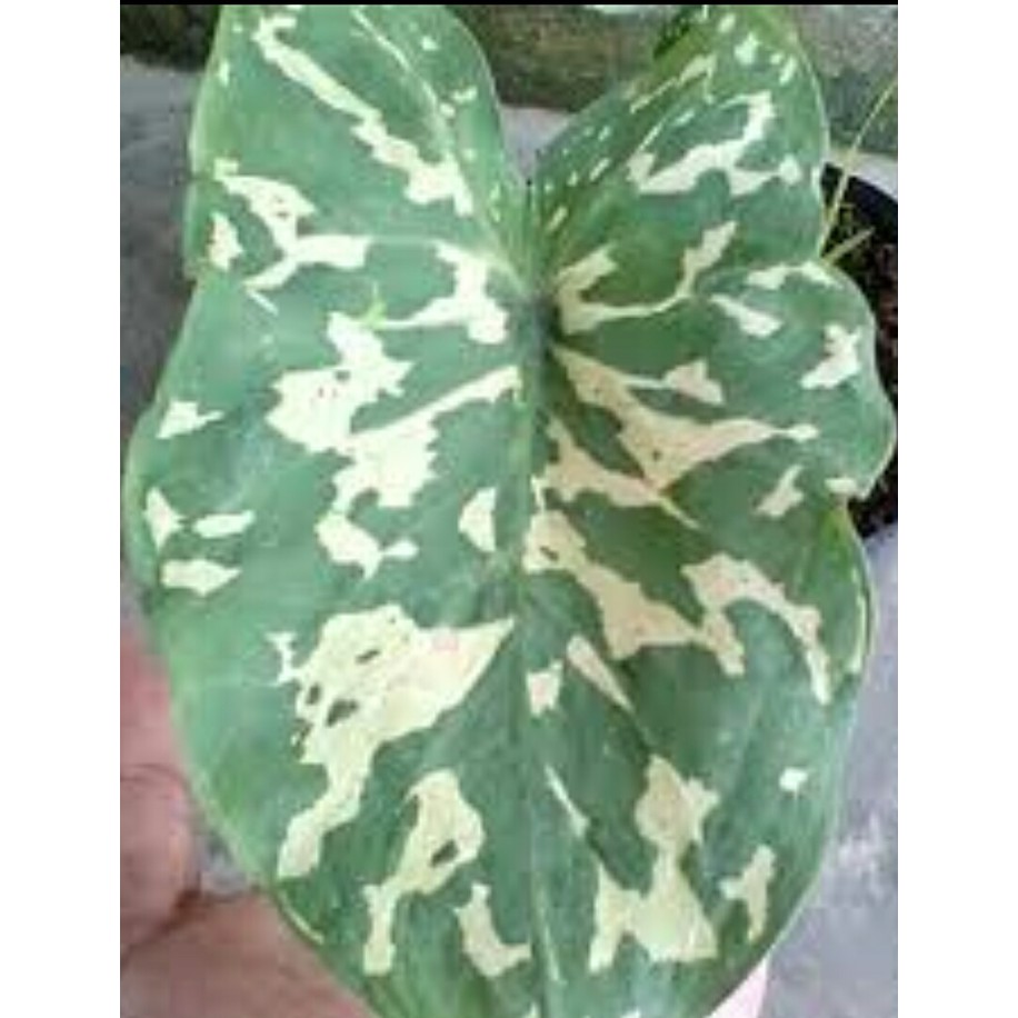 Langka Caladium Hilo Beauty Army Look Keladi Tentara Shopee Indonesia