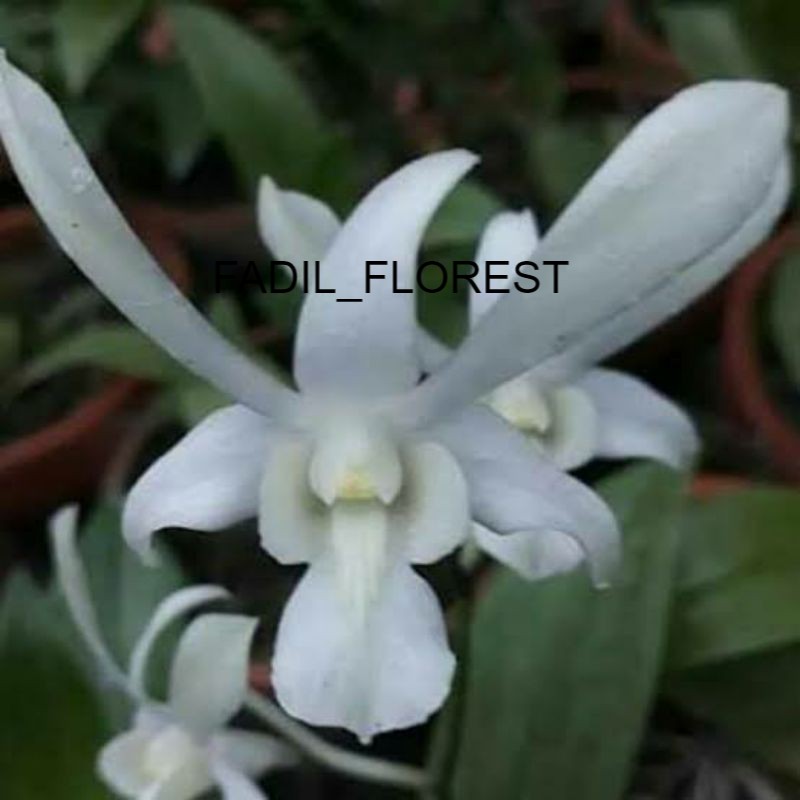 Anggrek Dendrobium Caesar White
