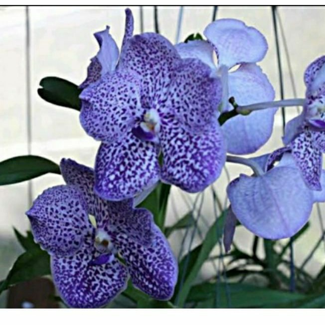 Tanaman Anggrek Vanda Dewasa Hybrid Yanoo Blue Biru