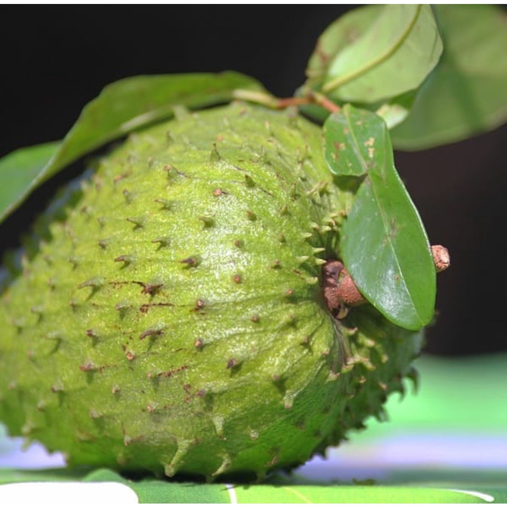 Bibit Sirsak Madu/Tanaman Sirsak Madu