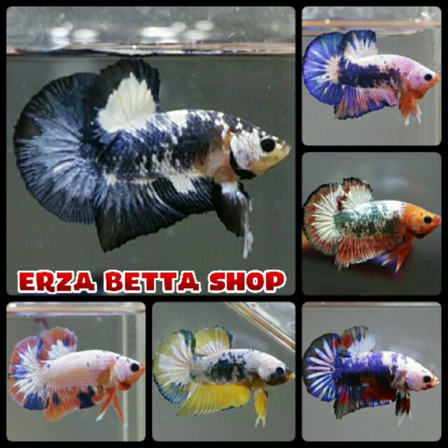 Ikan Cupang Fancy Candy Marble Full Block Ukuran Medium Shopee Indonesia