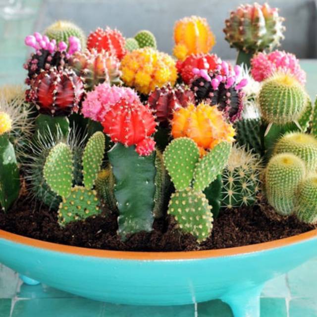 Benih Bibit Biji - Tanaman Hias Kaktus (Cactus Mixed Seeds) - Flowers of the Desert - IMPORT