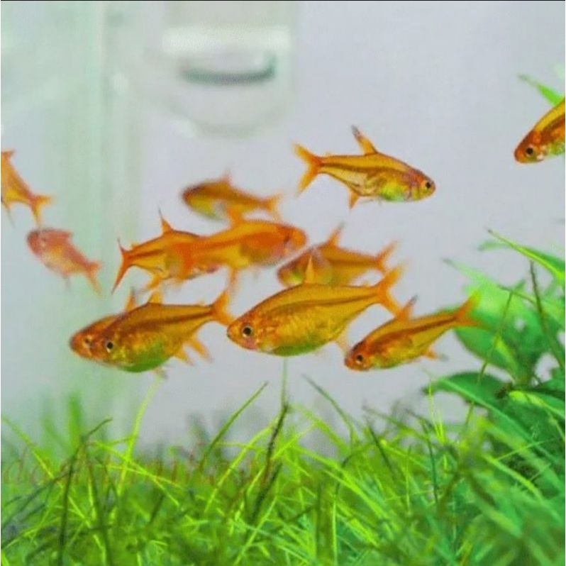 ikan hias amandae aquascape
