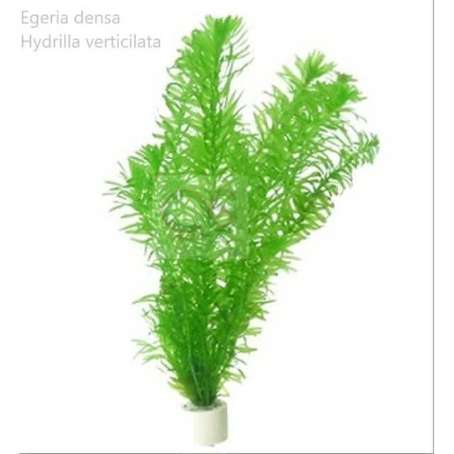Hydrilla Verticillata Tanaman Aquascape