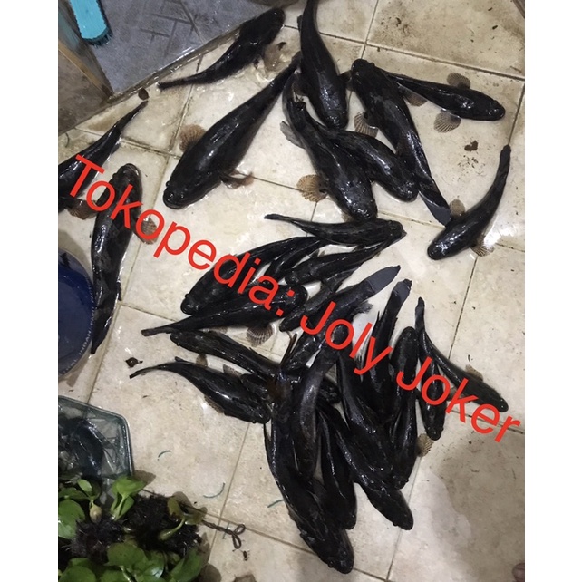 Ikan Betutu / Gabus Malas / Boboso / Soon Hock Ukuran 21-30CM