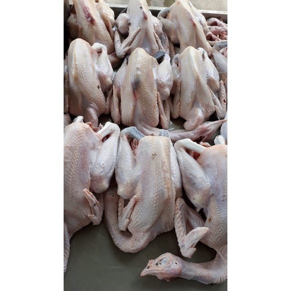 

Ayam kampung segar