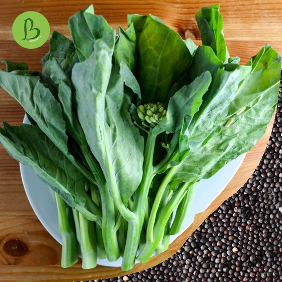 Seeds Kailan Winsa - Bibit Sayur Hidroponik