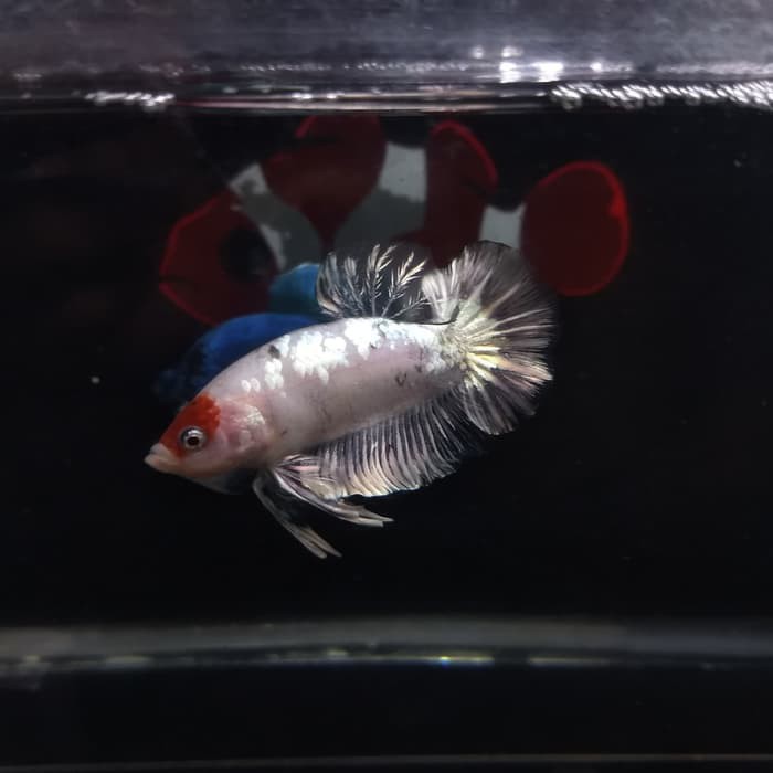 Cupang Tancho Copper Size M+