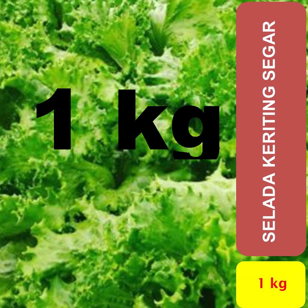 

Selada Keriting Segar Slada Air 1 kg