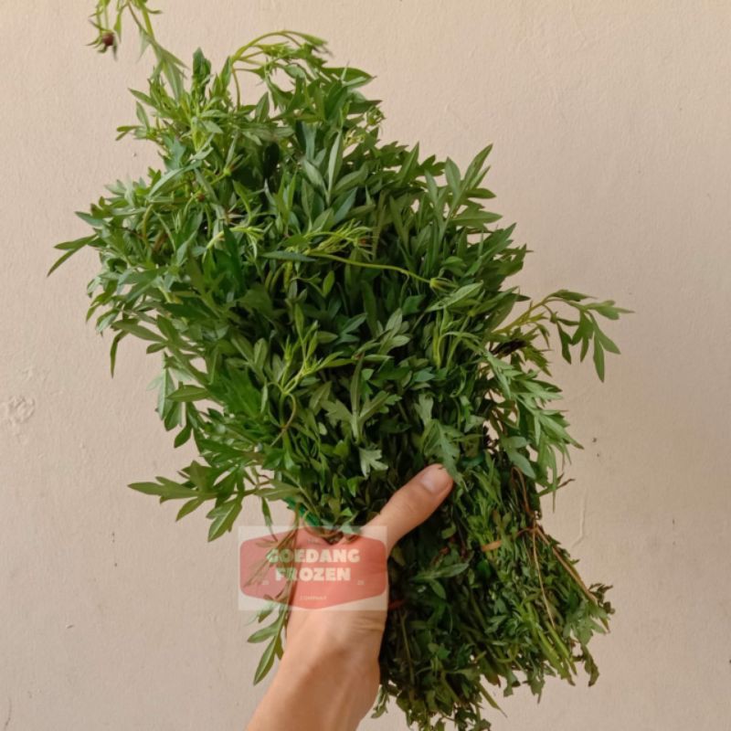 

Daun Kenikir