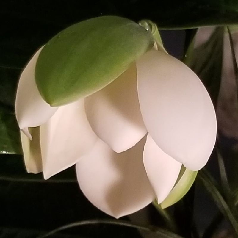 Tanaman Magnolia Coco ( Cempaka Telur Putih )