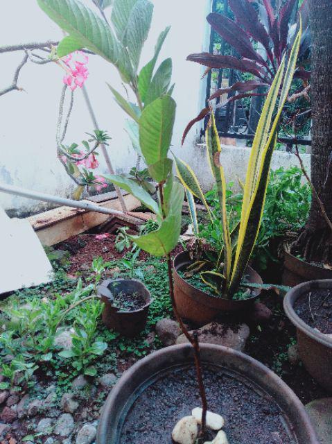 Bibit Jambu Biji Mega Merah