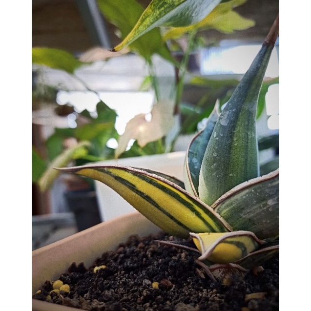 sansevieria pinguicula variegata