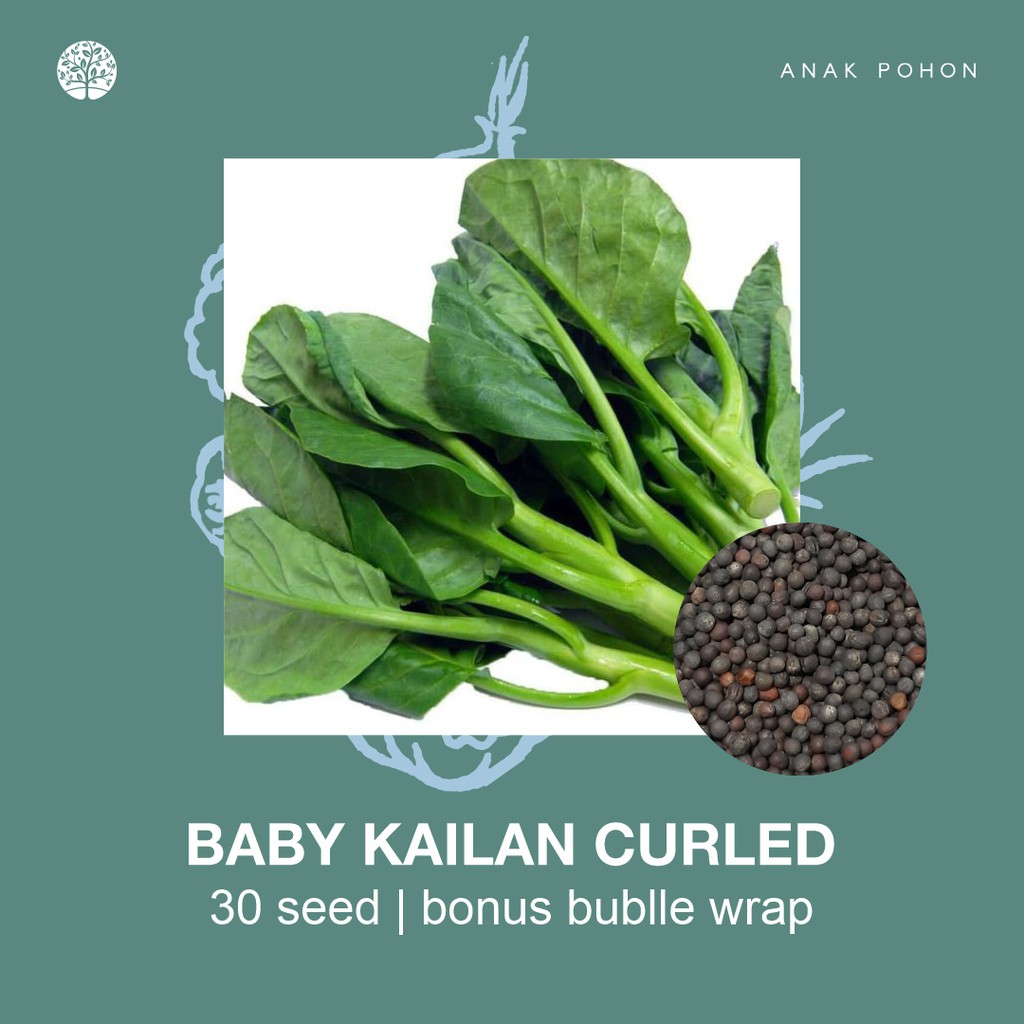 SERBA SERIBU - Benih Bibit Biji - Paket Benih Sayuran DAUN Termurah Kangkung Sawi Selada Seledri Kol-Baby Kailan Curled