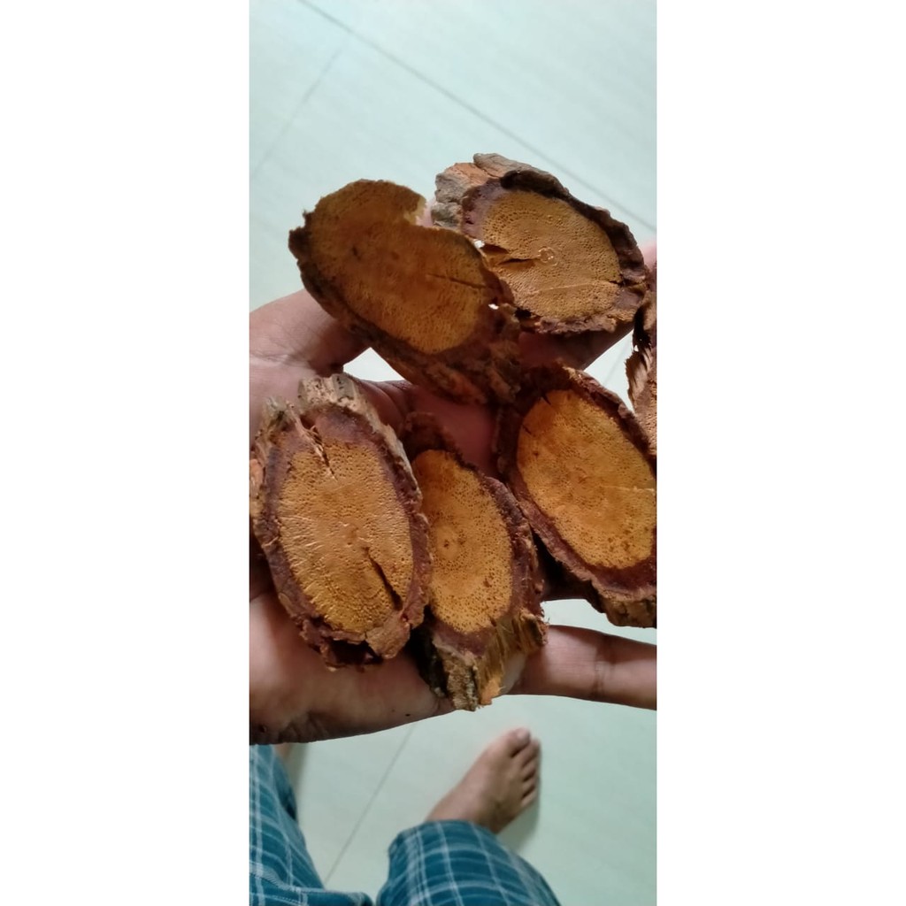 ( BISA COD ) Akar Bajakah Kalimantan Tampala Tunggal | Kayu Bajakah Tampala Tunggal