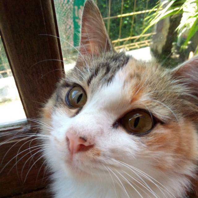 devikarahmafitriana.