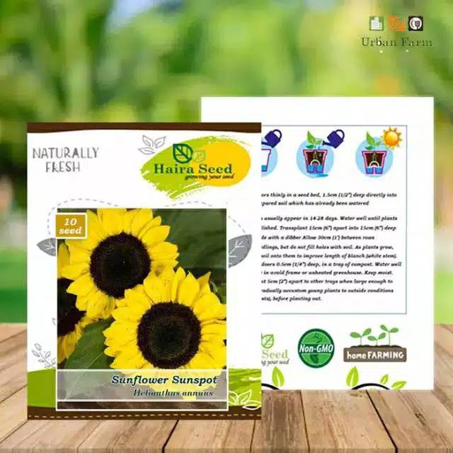 benih bibit bunga matahari sunflower 10pcs