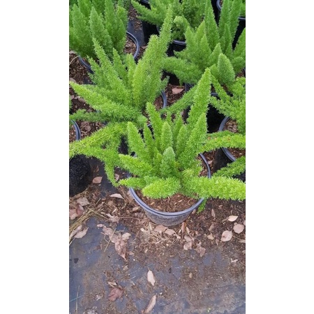 Ekor tupai - tanaman hias - hiasan taman - tanaman hidup - bunga hidup