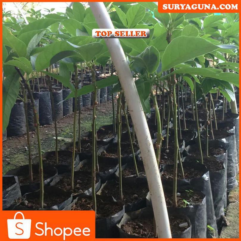 BIBIT ALPUKAT GENJAH BIBIT ALPUKAT ALIGATOR SUPER