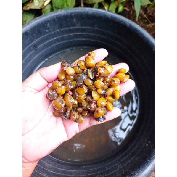 kerang sungai 500gram hidup [ remis sungai ]