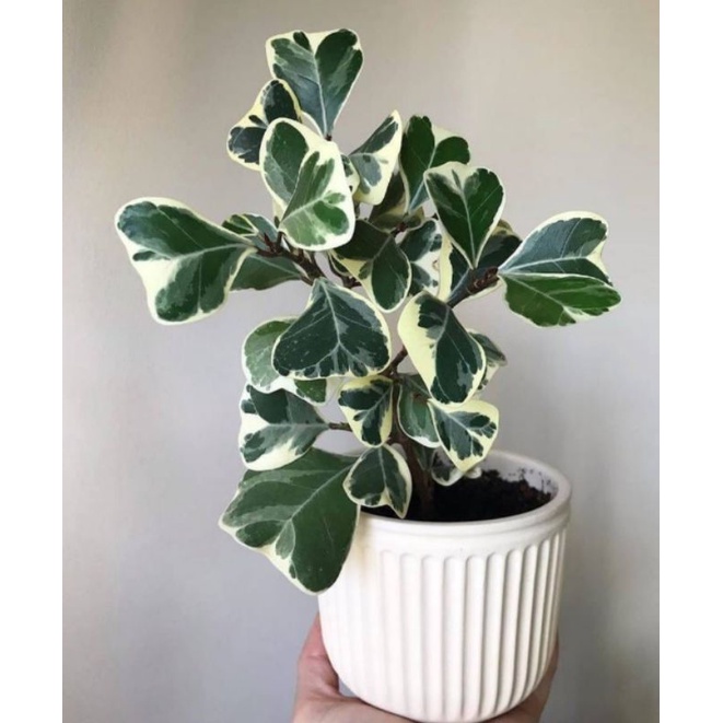 beringin variegata kupu kupu/ ficus triangularis euonymus japonicus beringin butterfly