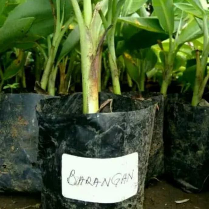 Extrim Bibit Pohon Pisang Barangan-Bibit Pisang Barangan-Tanaman Pisang