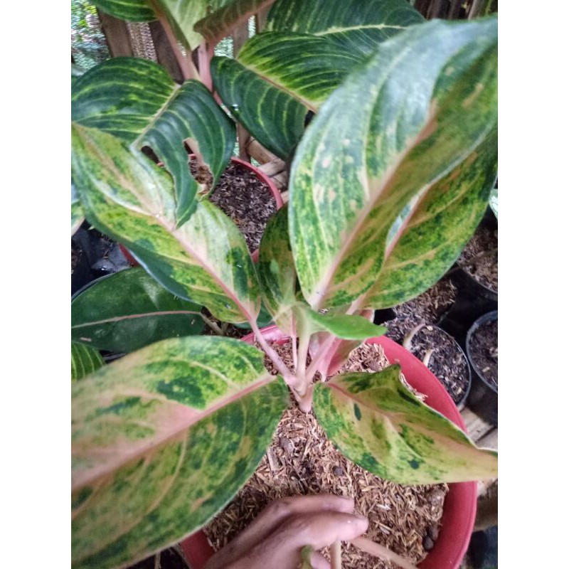 PROMO - Tanaman hias aglonema mutiara-Tanaman hias-Aglonema mutiara-PROMO AGLONEMA-Mutiara aglonema