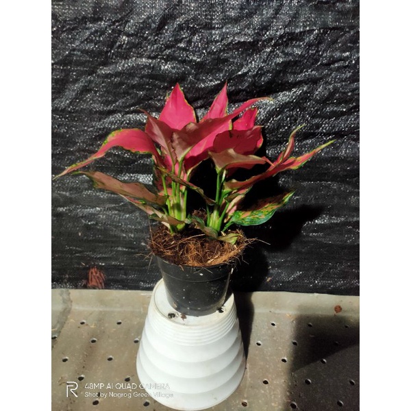 aglaonema Ruby Garuda rumpun 5-7