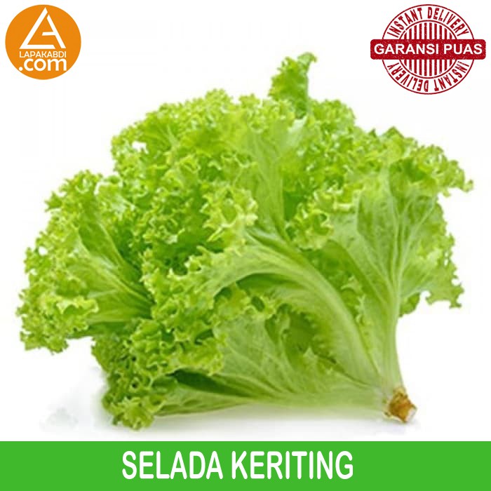 

Selada Keriting 250gr Sayur Segar Garansi Termurah