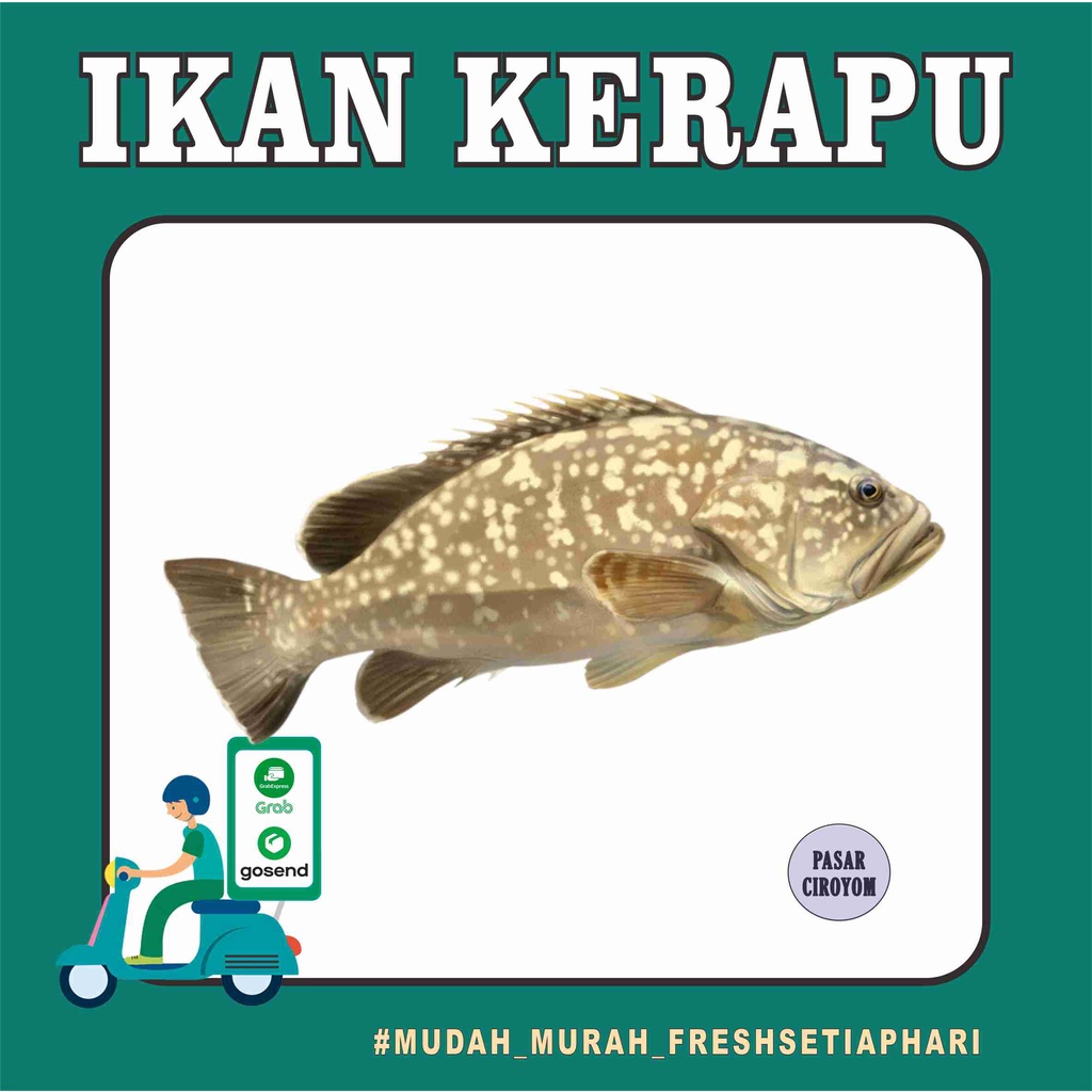 

IKAN KERAPU FRESH MURAH BANDUNG / SEAFOOD