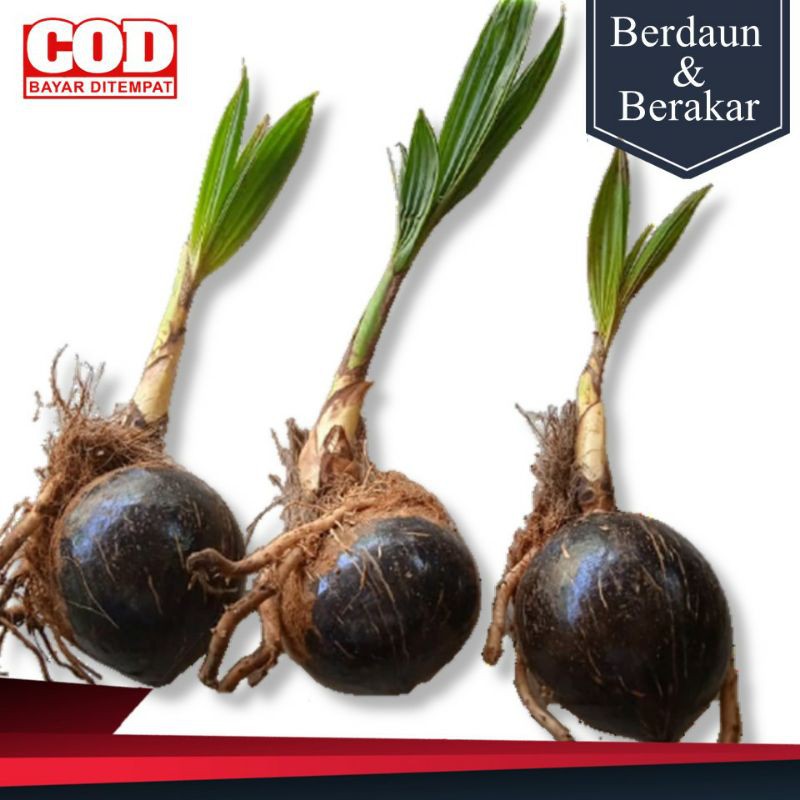 Bonsai Kelapa Gading Bahan Bonsai kelapa termurah