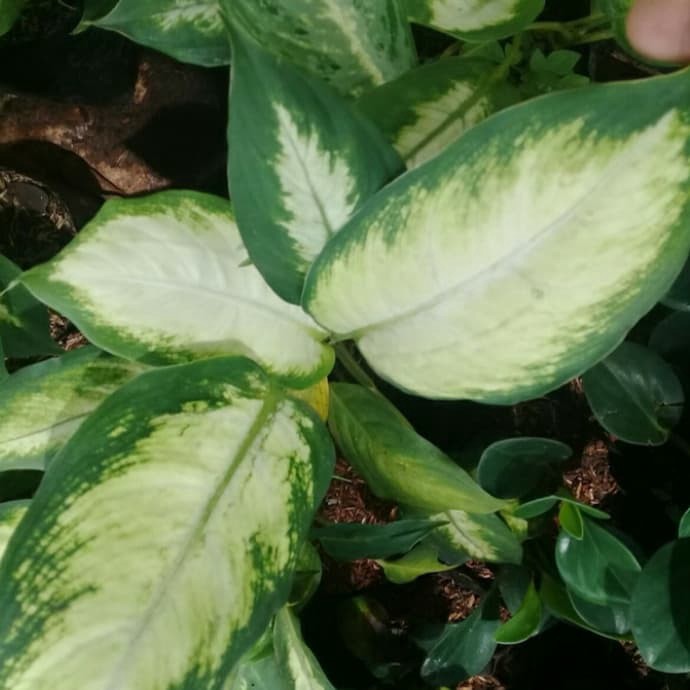 Tanaman hias blanceng susu - pohon blanceng susu