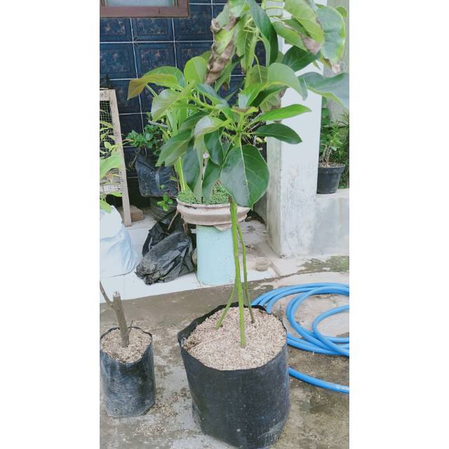 bibit alpukat mentega kaki 3