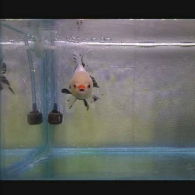 ikan mas koki 3 color & panda imut