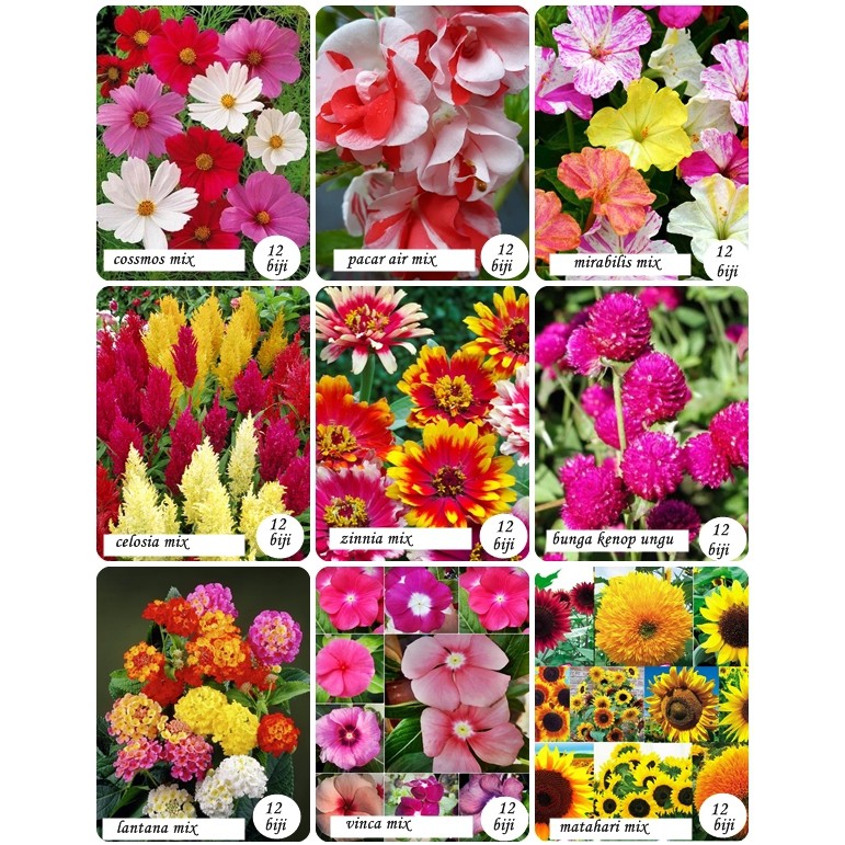 Paket Hemat Biji Benih Zinnia Lantan Vinca Matahari Mirabilis Celosia Cossmos Bunga Kenop Marygold Shopee Indonesia