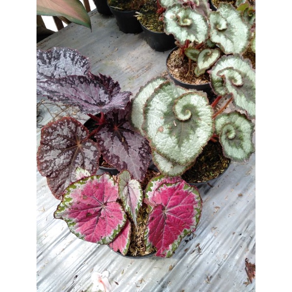 begonia paket 3 pelangi  Rex marun keong