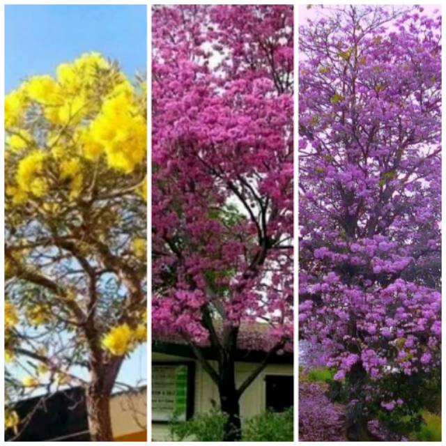 Tanaman hias tabebuya 1 meter