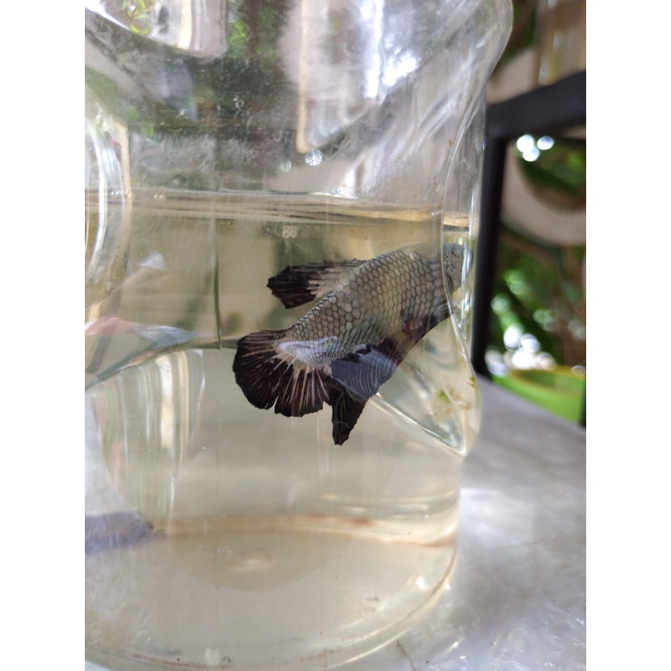 Ikan Cupang Black Mamba