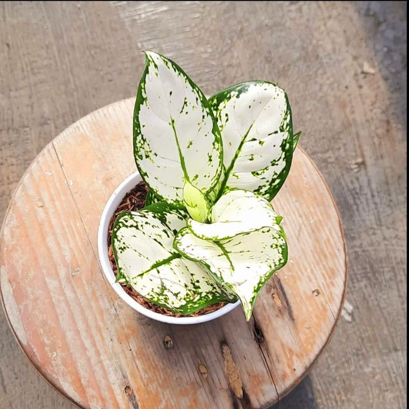 Aglaonema super white /Aglonema super white / Aglonema super white (Tanaman hias aglaonema super whi
