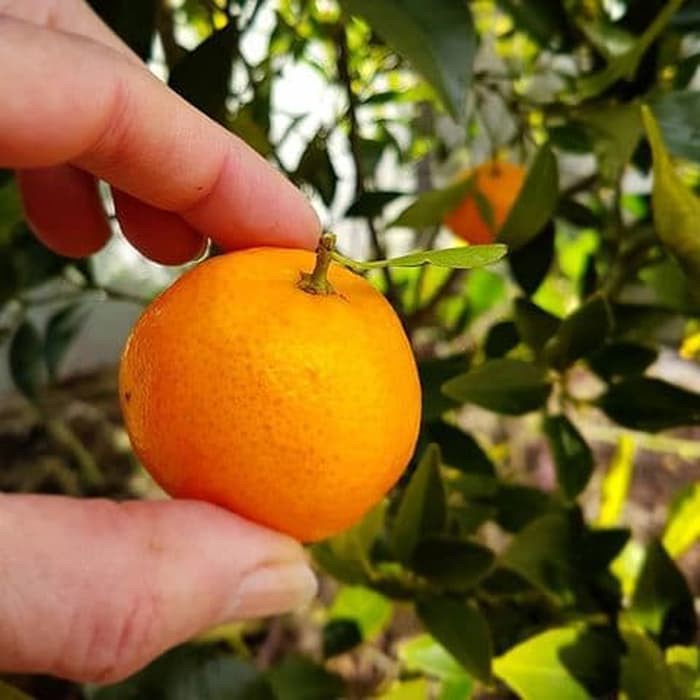 Bibit jeruk tongheng kualitas super kondisi berbunga berbuah
