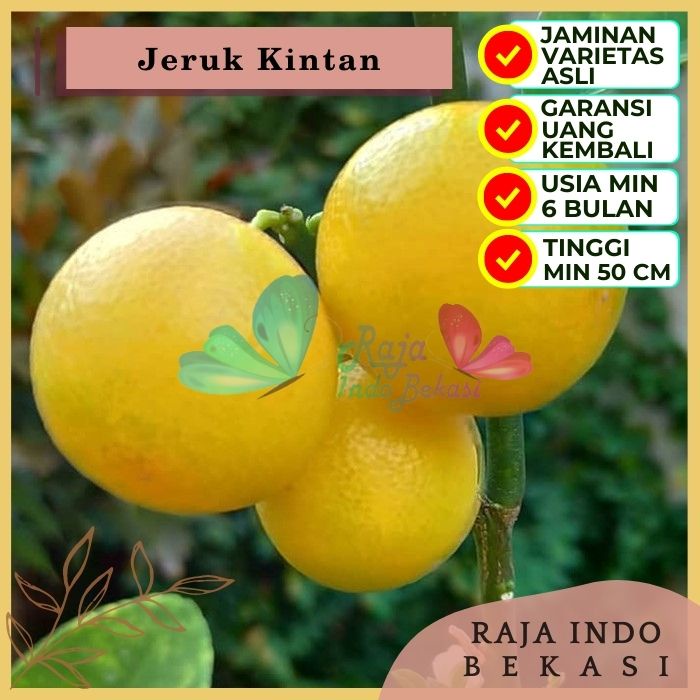 Bibit Tanaman Buah JERUK KINTAN Premium