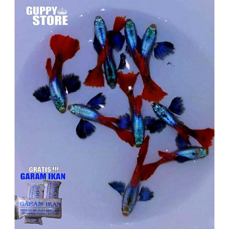 Pasti Ready Paket Murah Paket Hemat Ikan Guppy Platinum Big Ear 12 Ekor Partai Ikan Hias Gratis