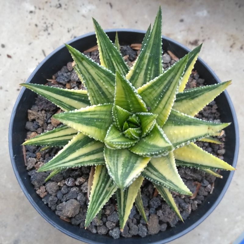 HAWORTHIA PUMILA VARIGATA tanaman kaktus sekulen bunga hias indoor outdoor rumah taman tanaman